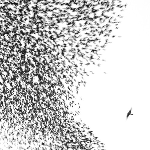 Wilco – Sky Blue Sky [New Vinyl LP]